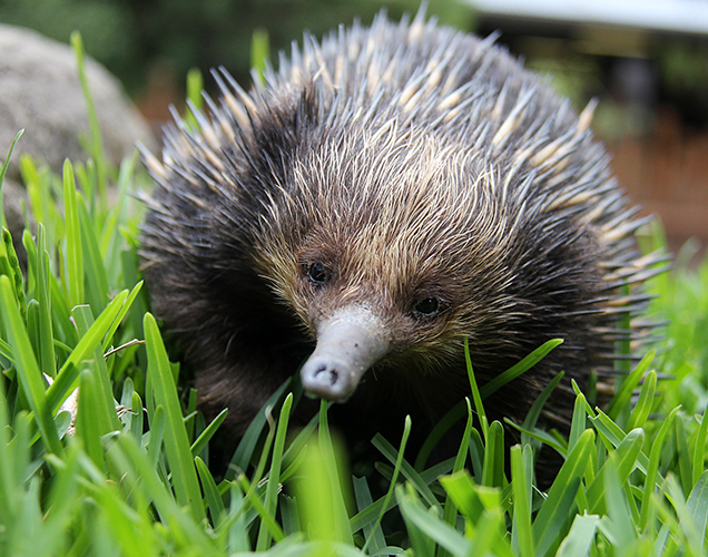 echidnas on the move mating season rspca queensland